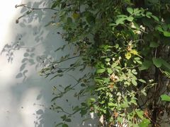 -绮园景区