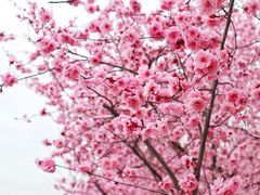 -白塘生态植物园