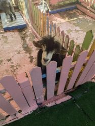 -萌宠亲子动物乐园(槐房万达店)