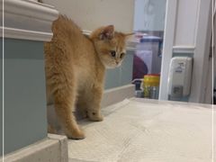 -纳吉亚猫专科动物医院·北北分院
