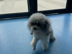 -博特宠物医院24h犬猫全科.骨科·异宠