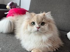 -lincat·猫舍(广州店)