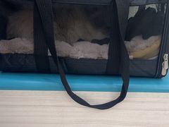 -天宠宠物医院24小时·急重症诊疗中心·全科·腔镜特色(和平分院)