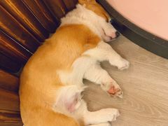 -浣熊柯尔鸭土拨鼠·电玩咖