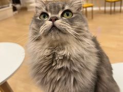 -Let's go狗咖·猫咖·奶狗·桌游(春熙路IFS店)