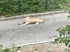 -大连森林动物园