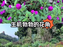 -深圳仙湖植物园