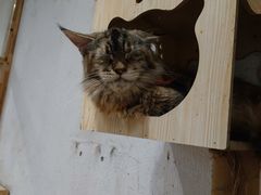 -猫色咖啡·猫咖