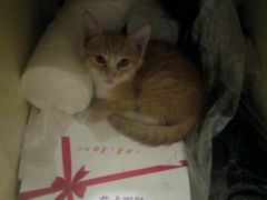 商户图片-时光转角咖啡馆(西康路店)