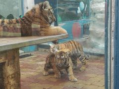 -大连森林动物园