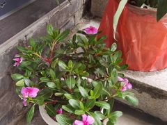-梨木台悦来客农家院