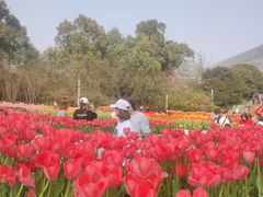 -南山植物园