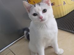 -瑞派长江宠物医院·猫科·外科·24小时夜护(谊城公寓分院)