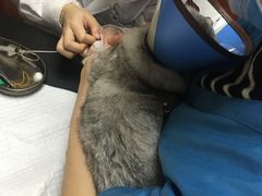 -安安宠医宠物医院·异宠·犬猫内科(岳阳分院)