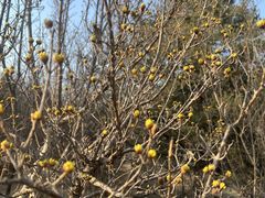 -北京西山国家森林公园