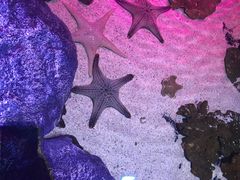 -暹罗海洋世界
