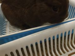 -藦茜花园宠物主题亲子互动体验馆(国顺东路店)
