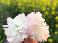 -刘胖子家常菜·蹄花焖藕(中南店)