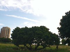 -红花山公园