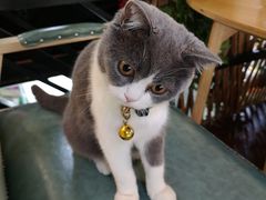 -李小姐の猫咖啡馆(五角场店)