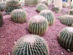 -呀路古热带植物园
