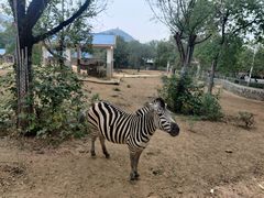 -石家庄市动物园