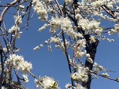 -桃花堤公园