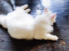 -吉丁鸟咖·异宠·寄养