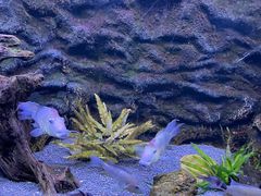 -上海海洋水族馆