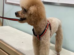 -宠福鑫康馨动物医院·骨科·眼科