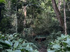 -西双版纳原始森林公园