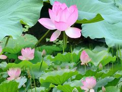 -荔湾湖公园