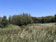 -长广溪湿地公园