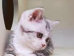 -十年猫舍·猫咪专门店(普陀店)
