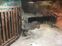 -上海大自然野生昆虫馆(东方明珠·爬宠昆虫探索中心)