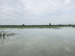 -白洋淀景区