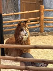 -Zoolung Zoolung动物主题公园(海信广场店)