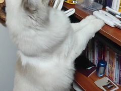 -猫大福·Fortune Cat猫舍(百子湾店)