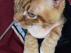 -北京赛佳动物医院