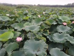 -荷塘月色湿地公园·向阳花洲