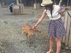 -鹿境梅花鹿生态园区