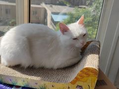 -北京恒爱动物医院(清景园分院)