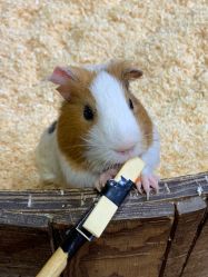 -Zoolung Zoolung动物主题公园(海信广场店)