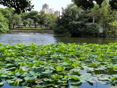 -荔湾湖公园