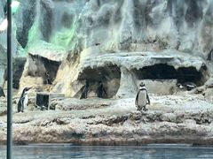 -帝企鹅自助餐厅•儿童岛•真企鹅(长隆企鹅酒店)