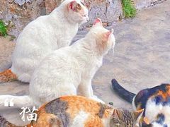 -汕头莲花山度假村温泉