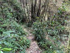 -缙云山景区