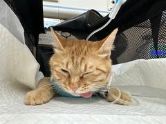 -北京观赏动物医院·24小时大型综合·猫专科·异宠专科