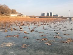 -大兴滨河森林公园