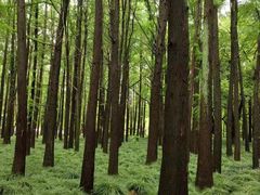 -上海共青森林公园